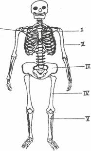human-skeleton